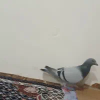 دوبر|حیوانات|اردبیل, |دیوار