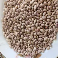 لوبیاچیتی رقم تلاش