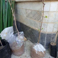 نهال گلابی محلی