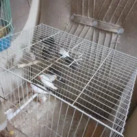 فنج سفید و سیاه خانگی