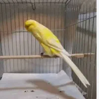 معاوضه با گرینچیک طوطی قناری سهره کبوتر فنچ گلدین