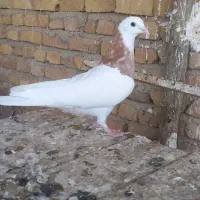 طوقی عروسک نهاوند|پرنده|نهاوند, |دیوار