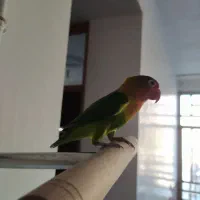 طوطی برزیلی