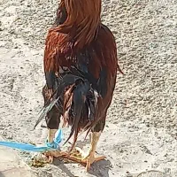 خروس خوب و تمیز