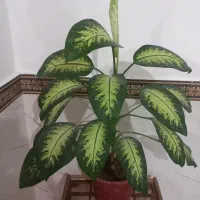 گل طبیعی|گل و گیاه طبیعی|موچش, |دیوار