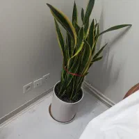 گل  اپارتمانی