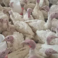 بوقلمون بیوتی جوان و ارگانیک|حیوانات مزرعه|قم, عمار یاسر|دیوار