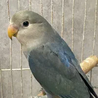 کوتوله برزیلی|پرنده|مشهد, هنرستان|دیوار