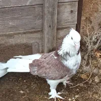 کبوتر شازده|پرنده|ماهنشان, |دیوار