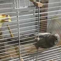 عروس هلندی|پرنده|رشت, شهریاران|دیوار