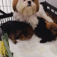 واگذاری شیتزو|سگ|رشت, کوی مهر|دیوار