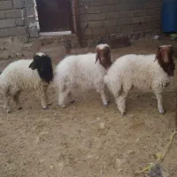 بره نر