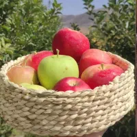 زیرقابلمه وزیر بشقابی وسبدمیوه وسبزی حصیری