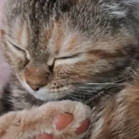 گربه میکس پرشین وdsh