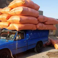 کاه گندم کردستان دیم|خدمات باغبانی و درختکاری|کاشان, ۲۲ بهمن|دیوار