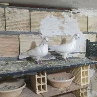 کفتر|پرنده|اسلام‌‌آباد غرب, |دیوار