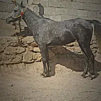 مادیون دره شوری