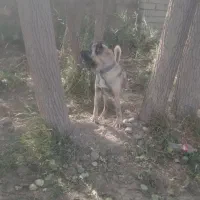 فروش.سگ.سرابی.بستان.اباد|سگ|بستان آباد, |دیوار