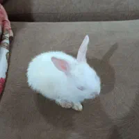 خرگوش خانگی