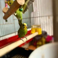 مرغ عشق|پرنده|اردبیل, |دیوار