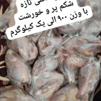 فروش خمیرکوبیده گوشت و مرغ و پتو و بالشت و...|خوردنی و آشامیدنی|بندر ماهشهر, |دیوار