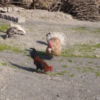 بوقلمون|حیوانات مزرعه|جوانرود, |دیوار