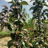 باغ 800متری ملکی سند تک برگی|فروش خانه و ویلا|مشهد, لک لک|دیوار