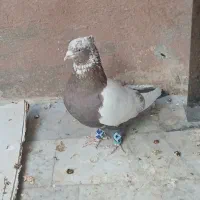 یک کفتر نر بالغ سینه سرخ