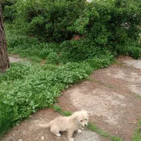 واگذاری توله دوماهه