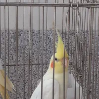 مرغ عشق و عروس هلندی