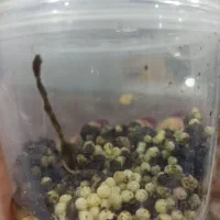 تخم حلزون|خزنده|برازجان, |دیوار