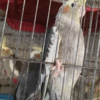 طوطی عروس|پرنده|آستانه اشرفیه, |دیوار
