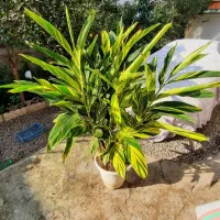 مارانتا ابلق