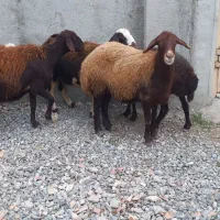 گوسفند مایه کرده سنگین