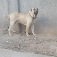 سگ گله ای ونگهبان