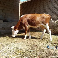 گوساله ماده آلمانی