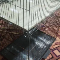 قفس تمیز (فوری)