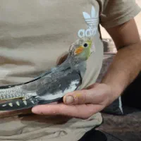 جوجه عروس یک ماهه دستی|پرنده|آستانه اشرفیه, |دیوار