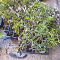 تک و عمده نهال گوجه گیلاسی موجود