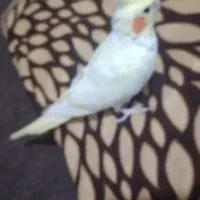 یک ملیون تومان