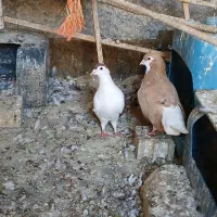 کبوتر|پرنده|مشهد, شهید جنگی|دیوار