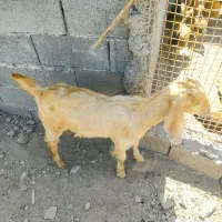 بز وکهره