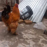 مرغ وخروس برهما