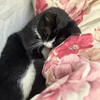 واگذاری رایگان گربه|گربه|کرج, فاز ۲ مهرشهر|دیوار