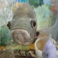 ماهی گوشتخوار