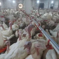 بوقلمون زنده اماده گشتار