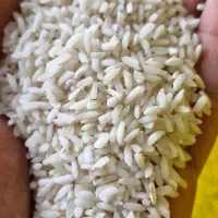 برنج عنبر بو|عمدهفروشی|باوی, |دیوار