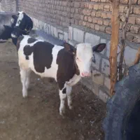گاو گوساله سیمینتال