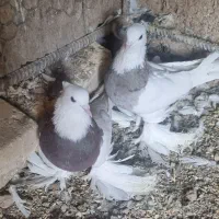 طوقی پاپر|پرنده|مبارکه, |دیوار