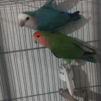 دوجفت کوتوله|پرنده|گرگان, |دیوار